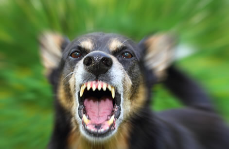Dog Bite Victim's Legal Rights